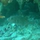 19- Tetrodon mouchete 